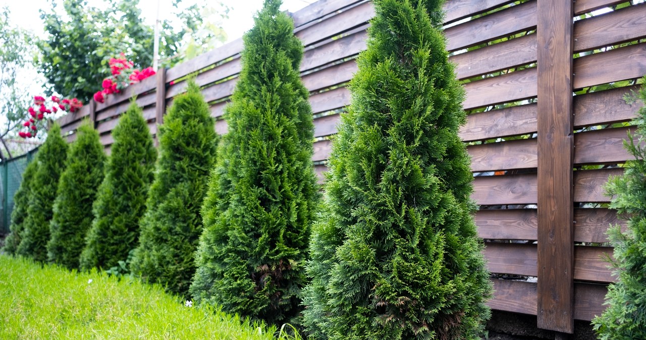 Zrób to z tujami jeszcze przed Wielkanocą. W sezonie stworzą zielony mur