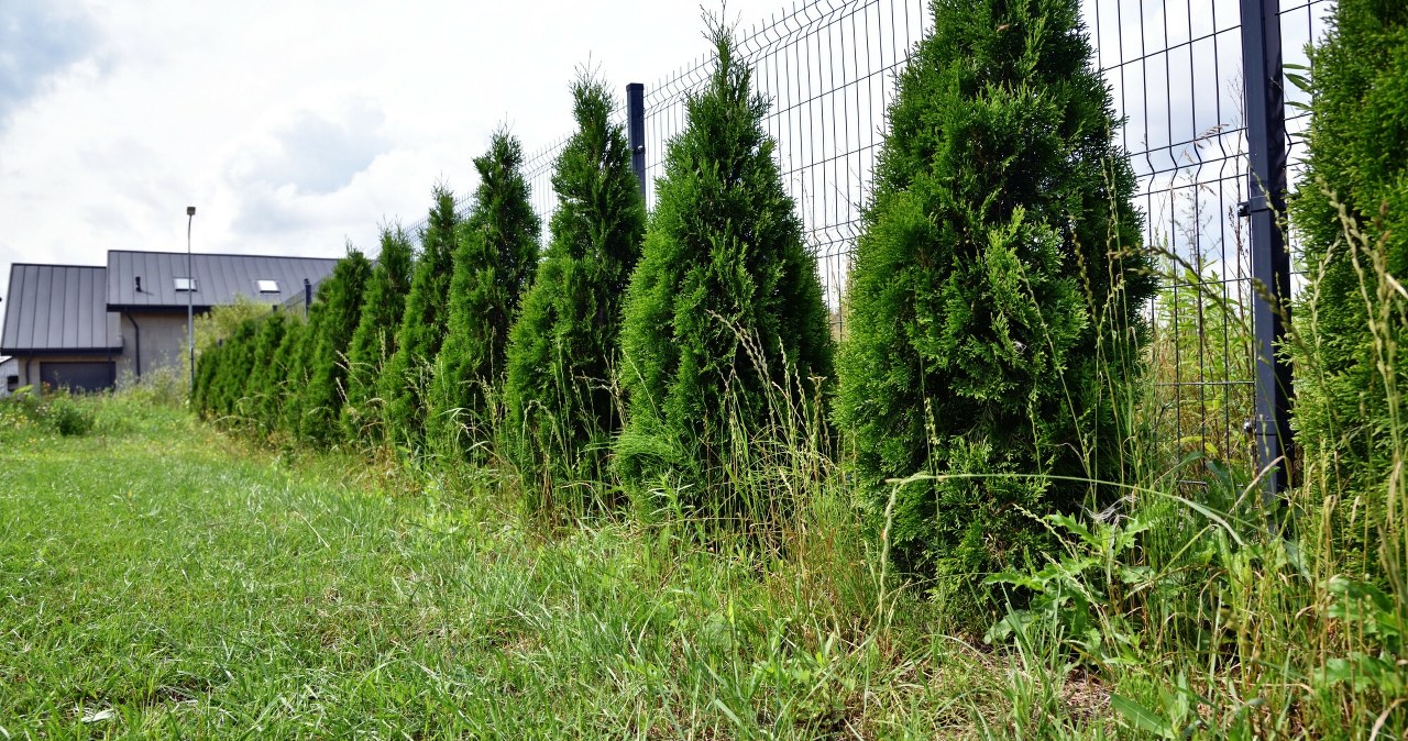 Turi tujų prie sklypo ribos? Kaimynas gali kreiptis į teismą – štai kada