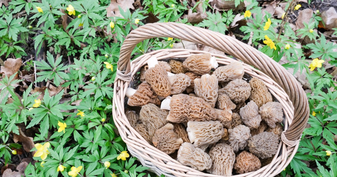 Balandį miškai nustebins: prasideda pavasarinių grybų bumas – kur ieškoti valgomų?