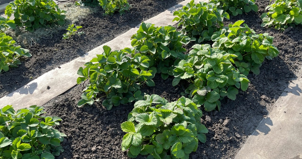 Šį paprastą mišinį naudokite visą pavasarį: braškės užaugs didelės, saldžios ir kvapnios