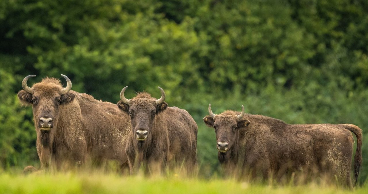 Bieszczadų stumbrų – jau 880: skaičiai stabilūs, bet mokslininkai įspėja dėl grėsmės