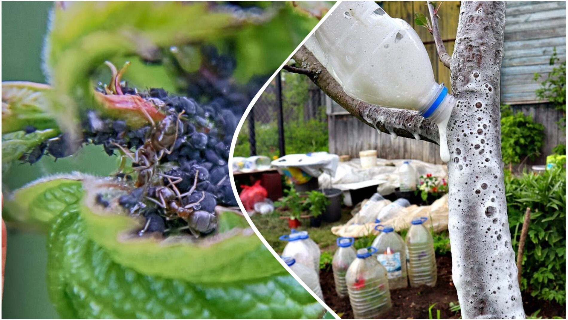 Pavasarį po obelimi įkalu 1 lentelę – skruzdės nebeužneš amarų: veikia be chemijos
