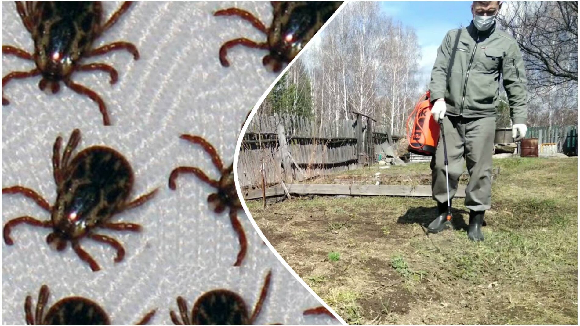 Dachininkė atskleidė triuką nuo erkių: šios kvapnios žolės ir tvora gali išgelbėti sklypą
