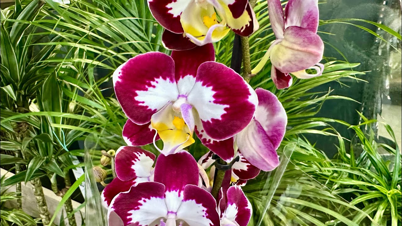 Orchidėjos nekrauna žiedų? Štai kodėl pušų žievė per kelias savaites gali pakeisti viską