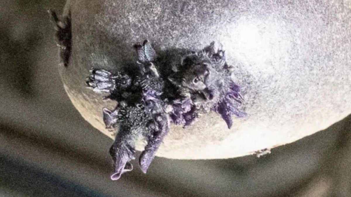 ISS nufotografuota „gyvybės forma“ su čiuptuvais: paaiškėjo, kas tai iš tikrųjų