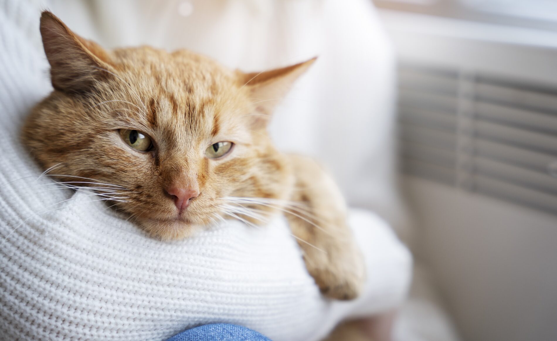 Katinas gali sulaukti 20 metų: veterinarai įvardijo 3 esmines taisykles, kurias praleidžia daugelis