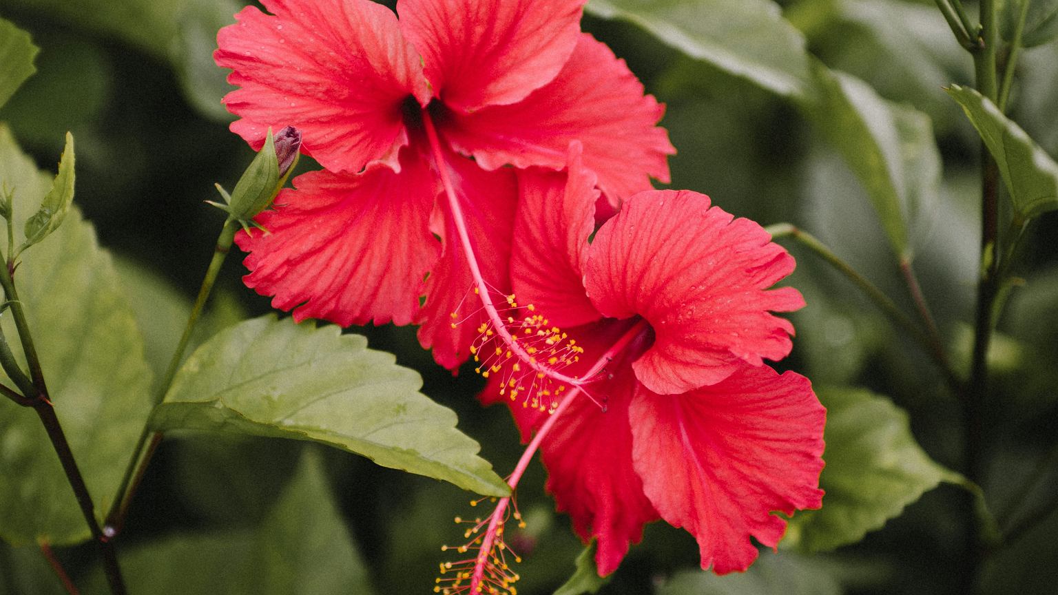 Pasodinsi hibiską kartą ir vasarą nustebsi: žiedai užauga net iki 30 cm skersmens