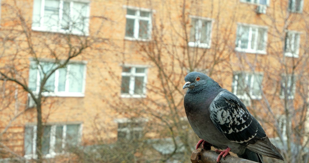 Balandžiai dings nuo balkono ir palangės: užtenka vienos spalvos ir kelių triukų namuose