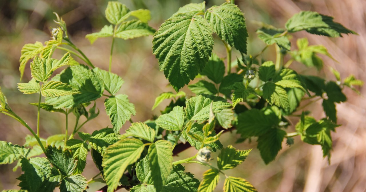 Kodėl avietės būna mažos ir rūgščios? Plantatorių triukas, kad uogos užaugtų kaip nykštys