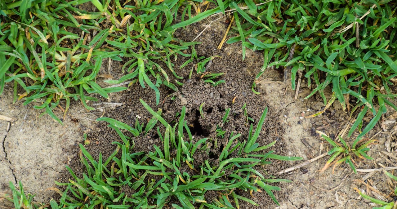Pabarstykite tai šiltnamyje ir darže: skruzdėlės dings greičiau, nei spėsite pastebėti