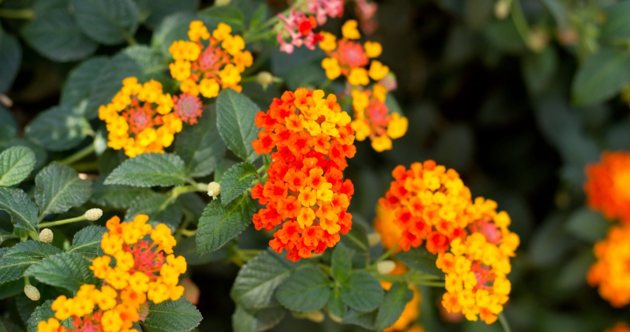 Pamiršk pelargonijas: lantana balkone žydi iki šalnų ir beveik nereikalauja priežiūros