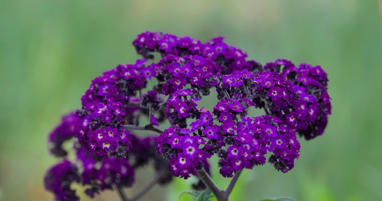 Kaimynai klaus, kas taip kvepia: ši gėlė žydi mėnesius ir skleidžia vanilės aromatą
