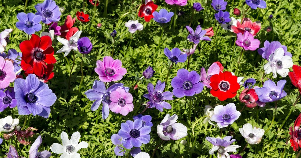 Anemonai stebina spalvų gausa: kur sodinti ir kaip prižiūrėti, kad žydėtų ilgiau