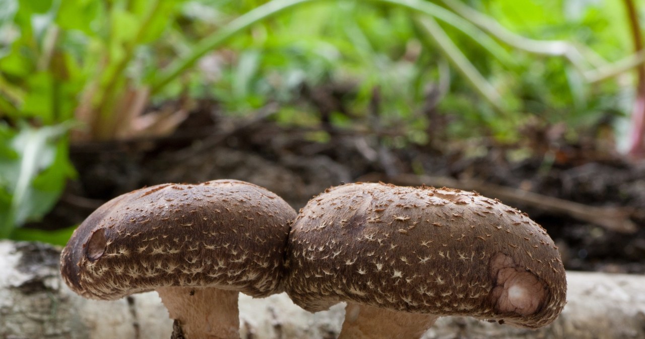 Boczniakai ir shiitake iš savo kiemo: balandį padarysite tai su rąstais – derlius nustebins