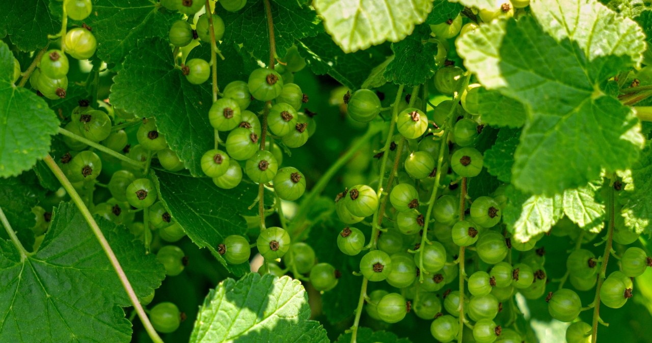 Saldžios, didelės uogos be chemijos: vienas triukas serbentams ir kitiems vaiskrūmiams