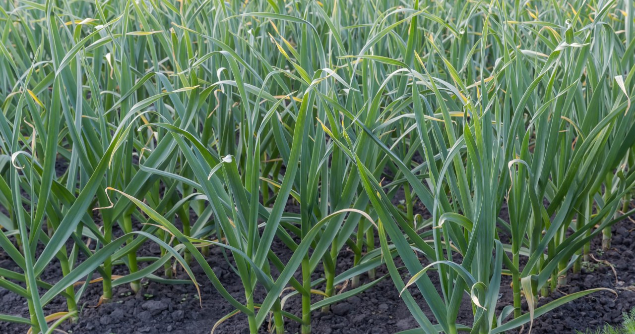 Vos 2 ingredientai ir 5 minutės: balandžio trąša česnakams, kurią žino tik senbuviai