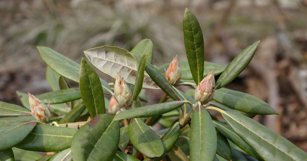 Rododendrų pumpurai menki? Patyrusių sodininkų triukai žydėjimui, kuris atima žadą