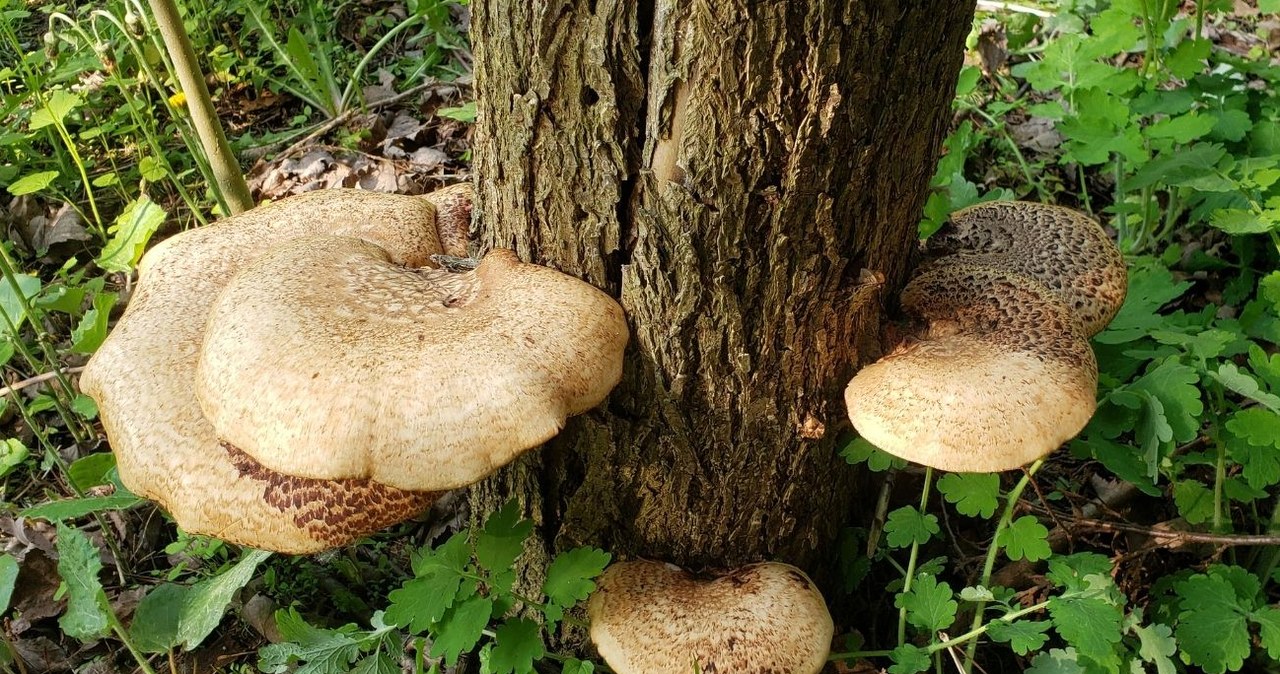 Pavasarinis grybas su netikėtu agurko kvapu: kada žvynuotąjį pintenį verta rinkti