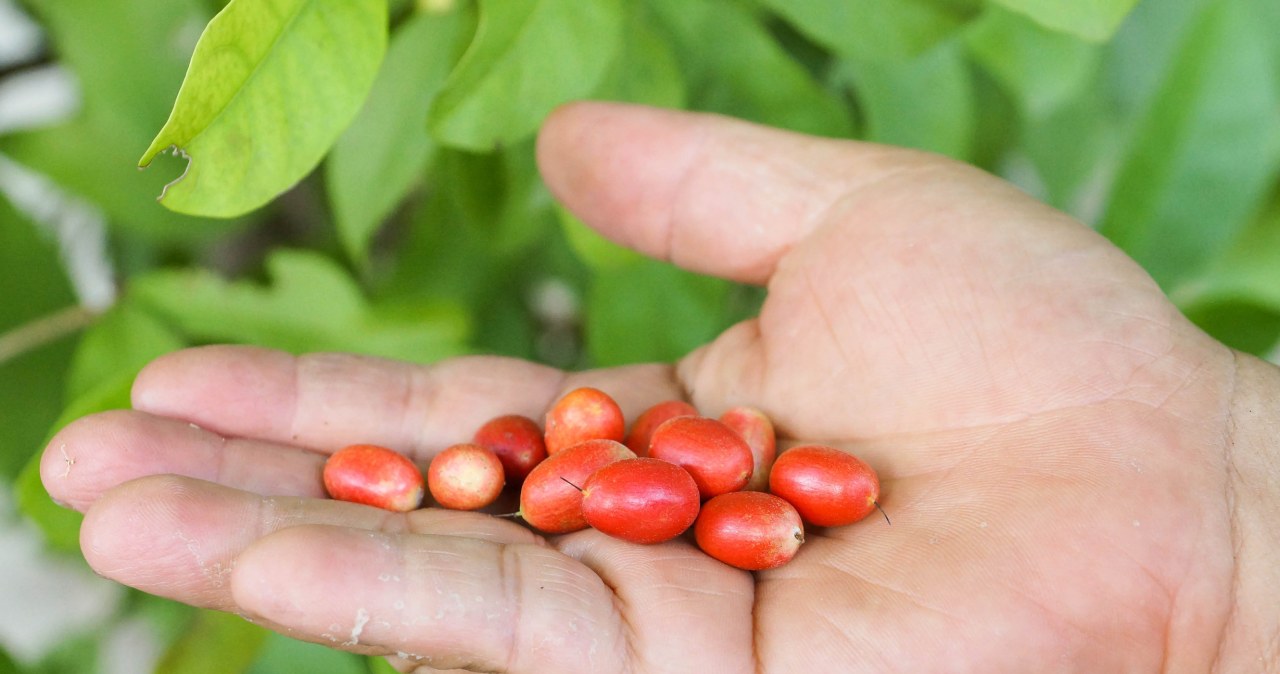 Stebuklingas vaisius apgauna skonį: suvalgius citrina staiga tampa saldi kaip limonadas