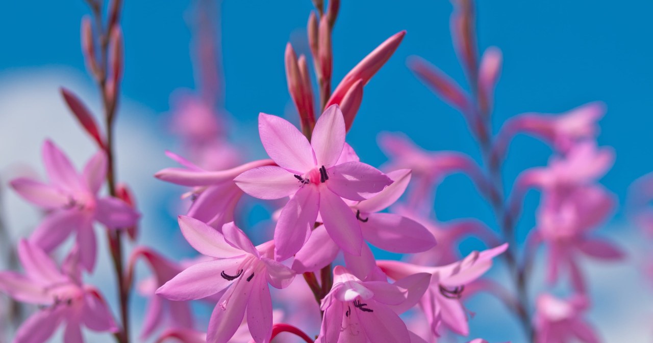 Gaura užkariauja sodus: motylių žiedai žydi iki rudens, bet viena klaida viską sugadina
