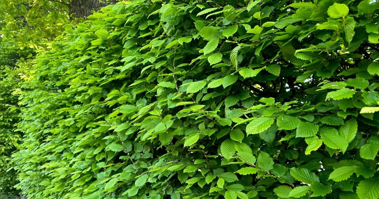 Nori gyvos sienos be „plikimo“ žiemą? Šis gyvatvorės pasirinkimas pigesnis už tujas