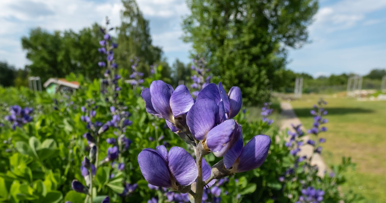 Gegužę sodinate gėles? Pamirškite pelargonijas – 5 augalai, kurie žydi patys ir ilgai