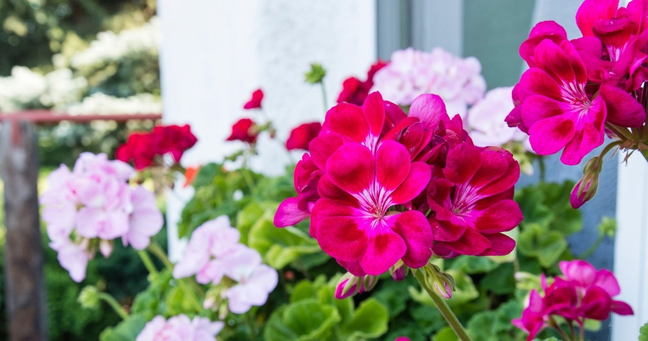 Neišpilkite į kriauklę: šis virtuvės skystis pelargonijoms gali sukelti tikrą žiedų sprogimą