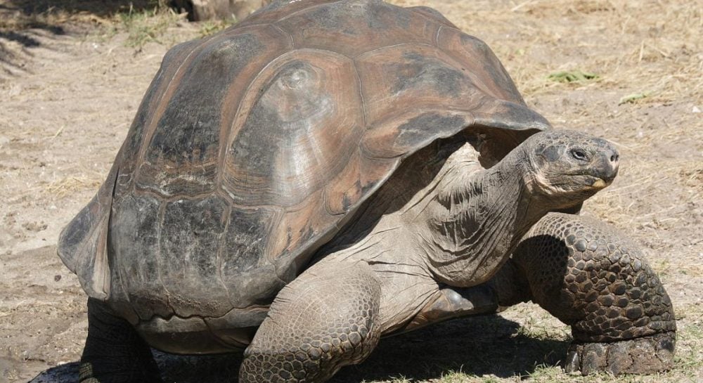 Sensacija Galapaguose: po 180 metų į Floreana sugrįžo 158 milžiniškų vėžlių jaunikliai