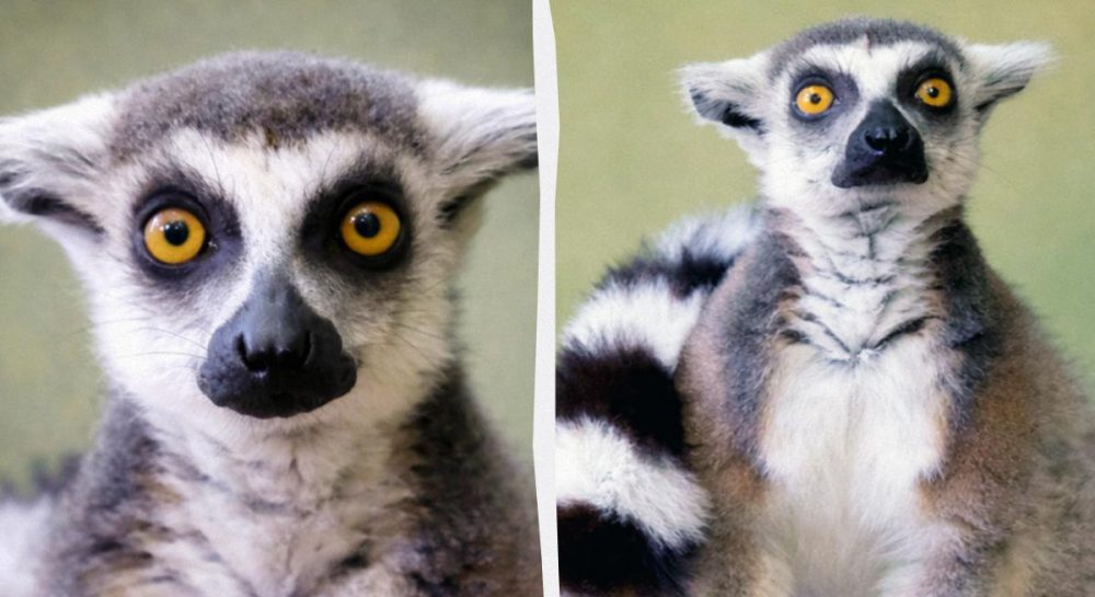 Iš namų kiemo į Kyjivo zoologijos sodą: ketverių lemūras Kotikas pradeda ilgą socializaciją