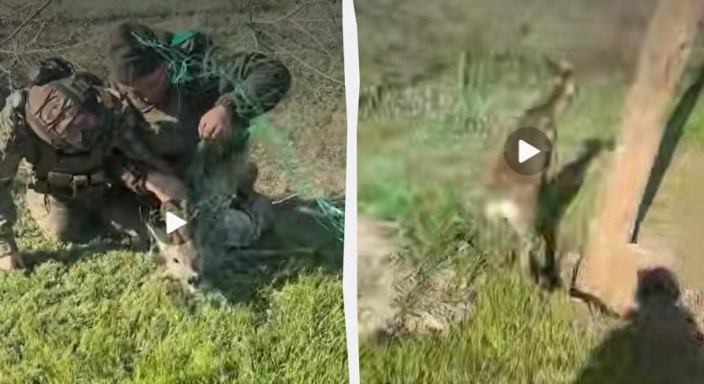 Ukrainos pasieniečiai išvadavo stirną iš antidroninio tinklo: išsigandęs gyvūnas grįžo į mišką