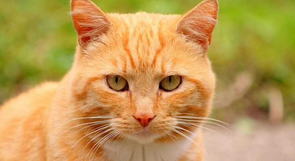 Meksiko Čapultepeko zoologijos sode katinas ėmė vogti mėsą iš bengališko tigro: kaip jam pavyko