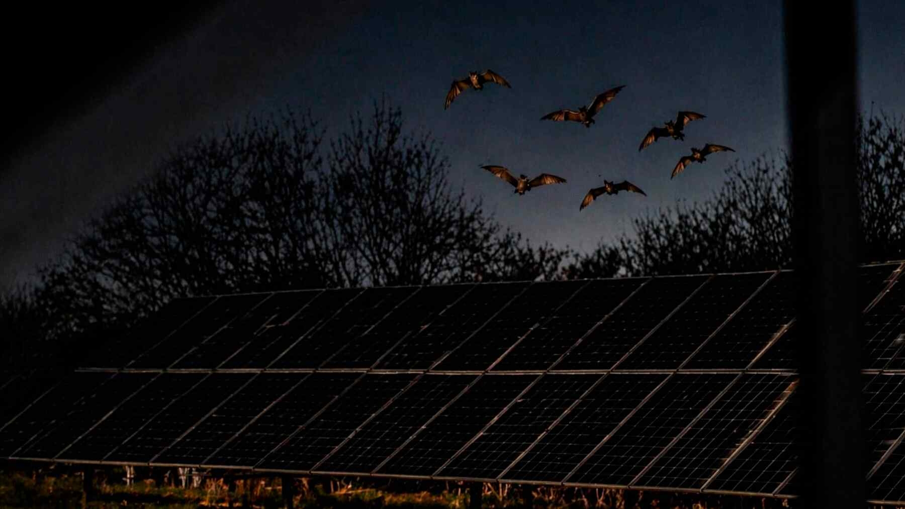 Tyrimas Anglijoje: saulės elektrinių moduliai šikšnosparniams atrodo kaip vanduo ir keičia jų elgesį