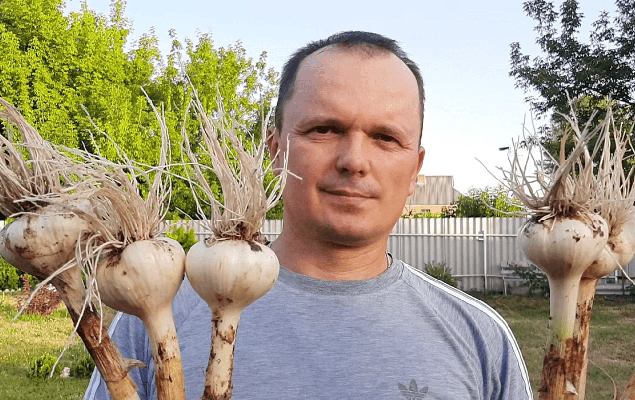 Ką duoti česnakams gegužę, kad užaugtų didelės galvos: agronomų patarimai sodininkams
