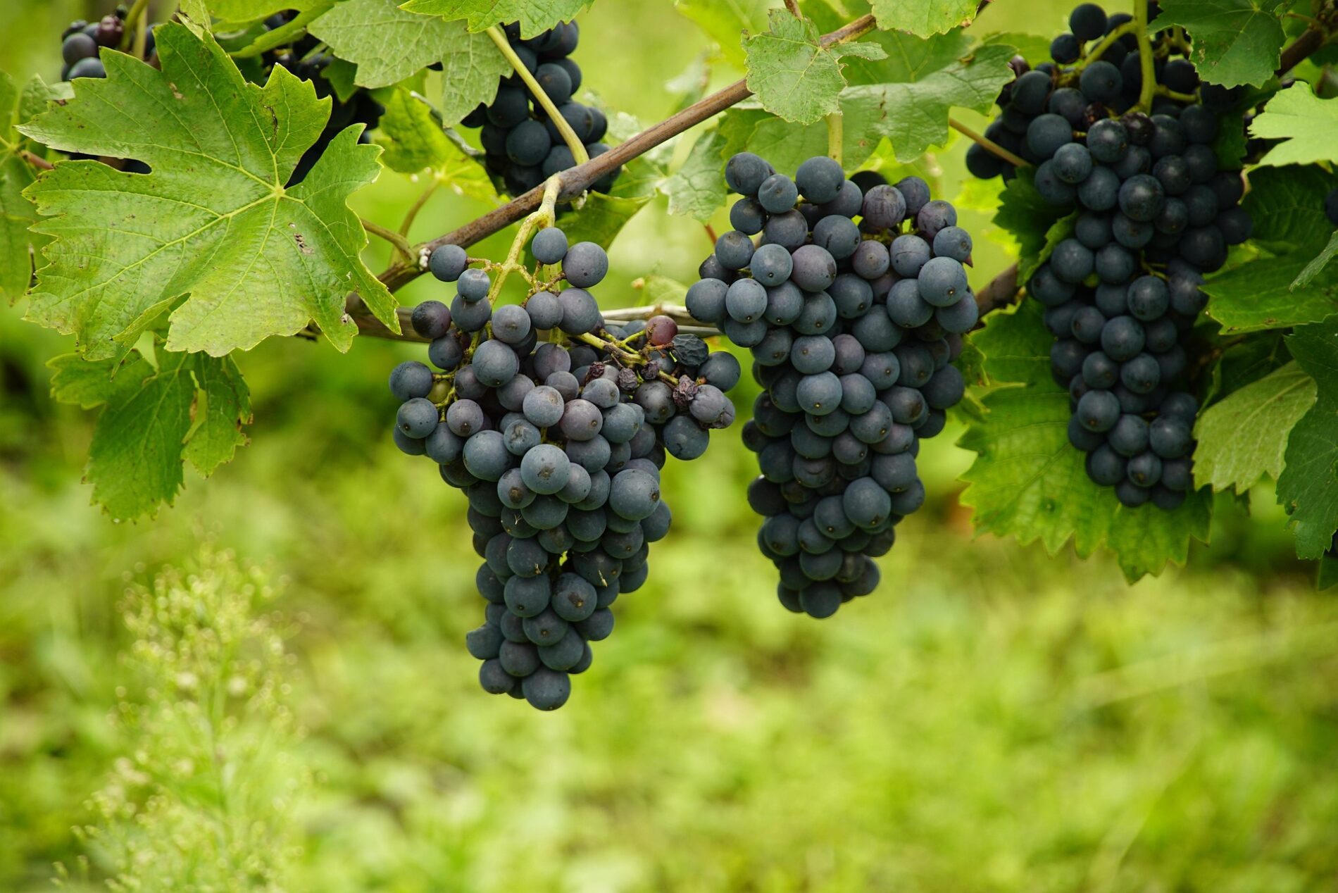 Ši pavasarinė vynuogių genėjimo taisyklė daro stebuklus: palieku 4 stiprias lianas ir derlius sprogsta