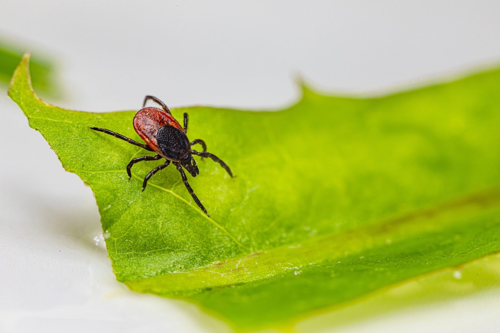 2 lašai pipirmėčių aliejaus ant kūno ir drabužių – erkės, sako, sprunka kaip nuo ugnies