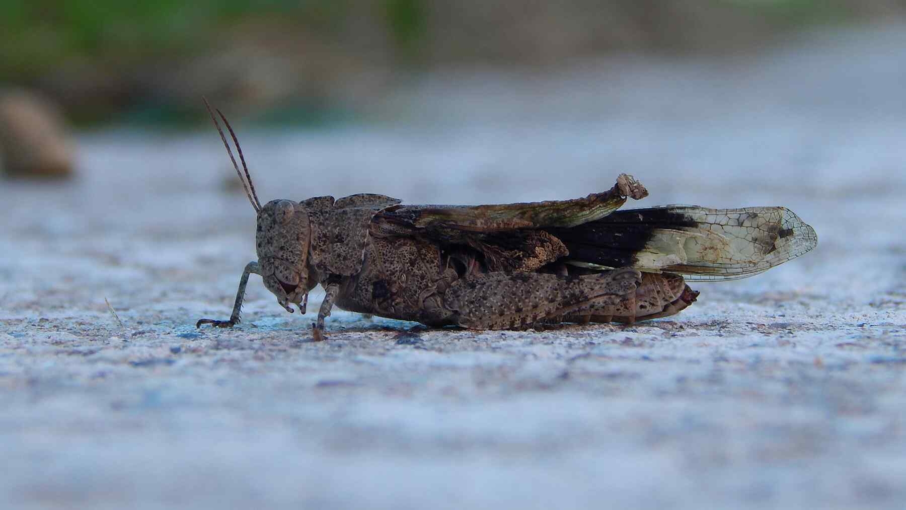 Arizonoje netikėtas žiogų antplūdis: mokslininkai sieja jį su saulės elektrinių poveikiu aplinkai