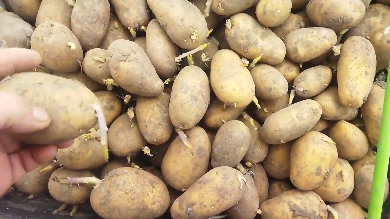 Bulvės užaugs kumščio dydžio: agronomai atskleidė, ką dėti į duobutę ir kaip išvengti spragšių lervų