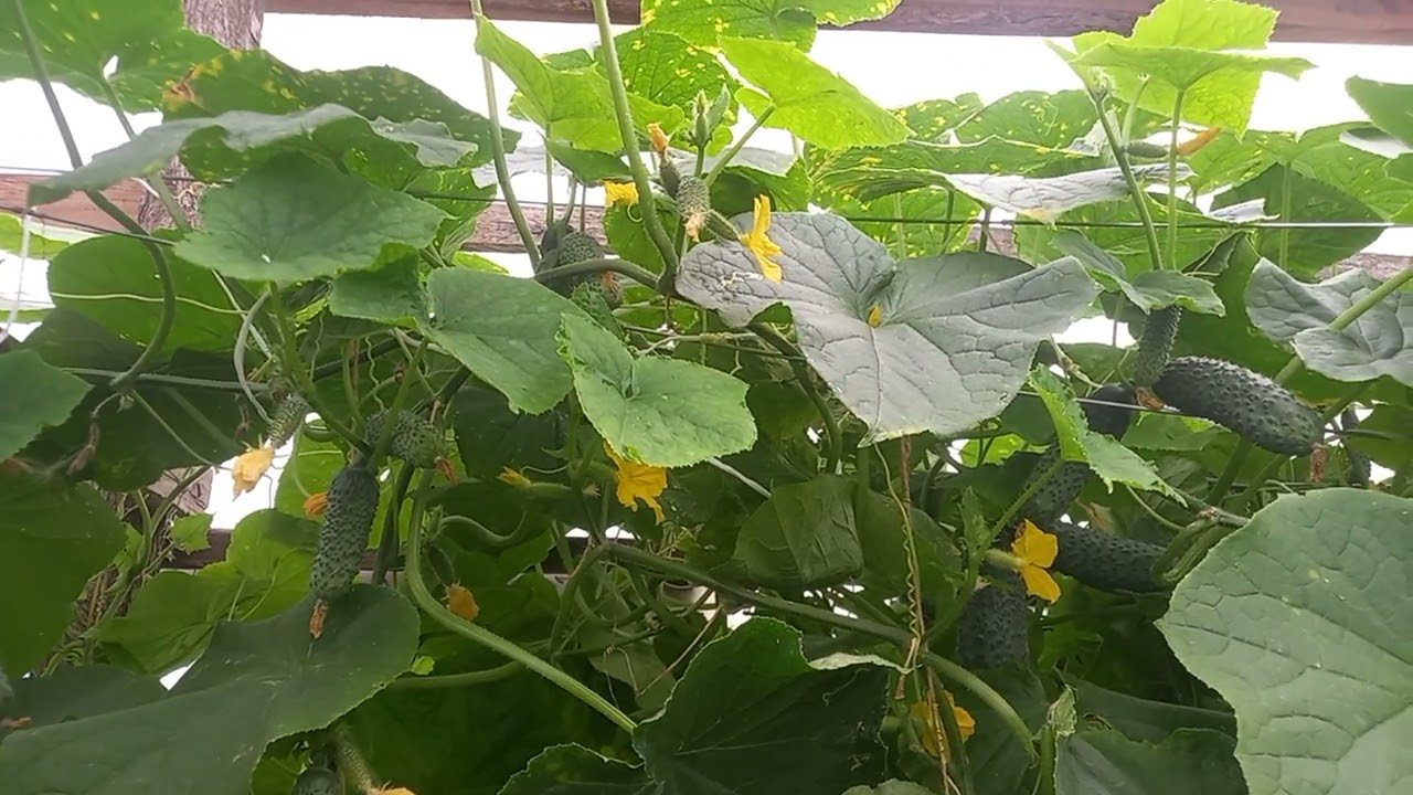 Agurkų sėja: kodėl senoliai rinkosi birželio 2-ąją ir ką pataria agronomai šiandien