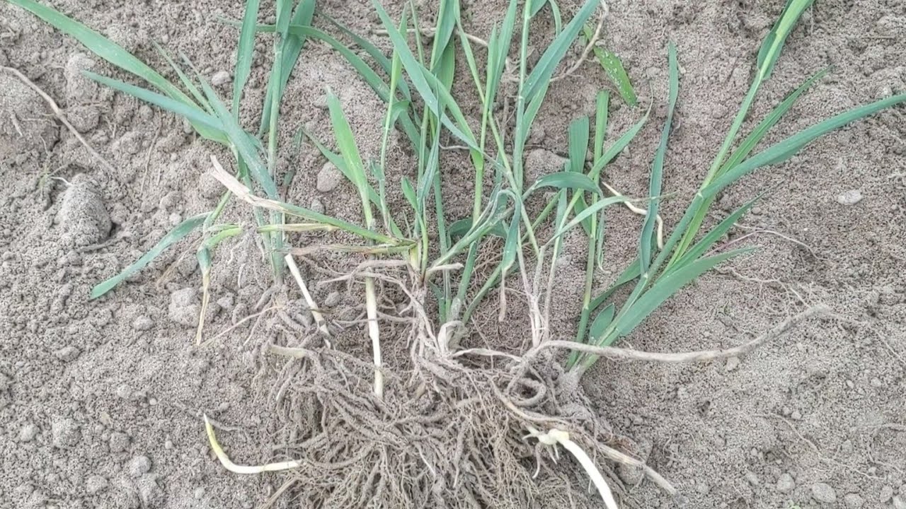 Agronomai atskleidė, kaip visam laikui išnaikinti varputį: dažniausia klaida – kasant dirvą
