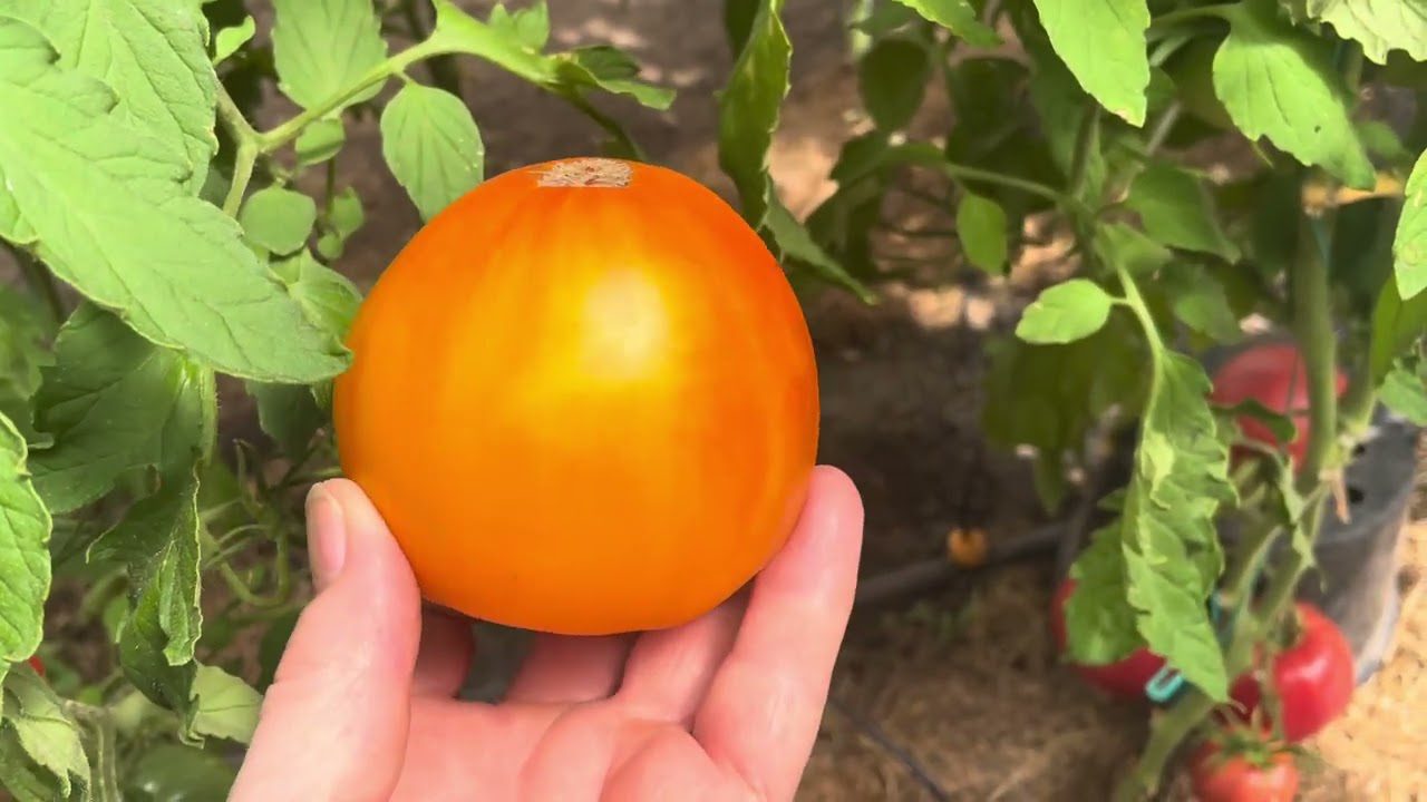 Pomidorai po pasodinimo atgyja: agronomai įvardijo šaldytuvo ingredientą ir tikslią schemą