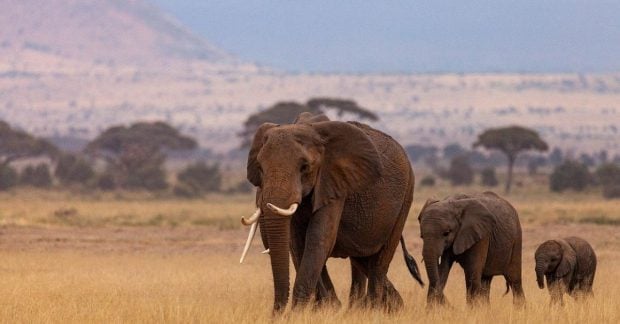 Gabone per medžioklinį safarį miško drambliai mirtinai sužalojo JAV medžiotoją milijonierių