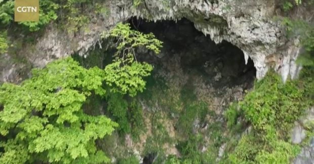 Kinijoje mokslininkai aptiko požeminį mišką 200 m gylyje: gali slėpti naujas rūšis