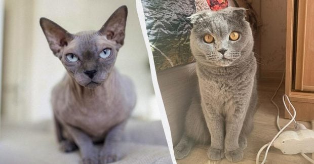 Veterinaras įvardijo 5 populiarias kačių veisles, kurių niekada neaugintų dėl sveikatos bėdų