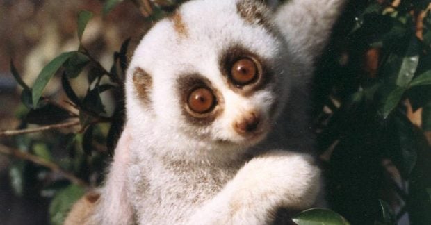 Bangladeše išgelbėtas vienintelis pasaulyje nuodingas primatas: jam gresia išnykimas