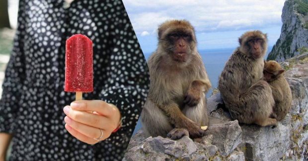 Gibraltaro makakos rado išeitį po turistų maisto: kodėl jos ryja žemę ir ką tai duoda žarnynui