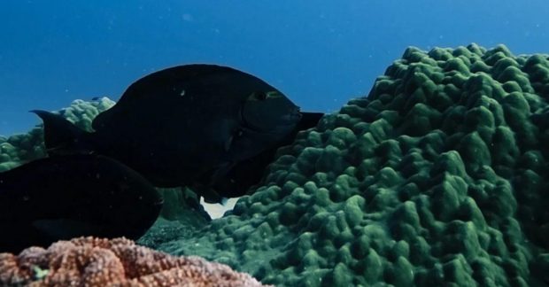 Didžiajame barjeriniame rife naras užfiksavo keistą reginį: žuvys staiga keičia spalvą