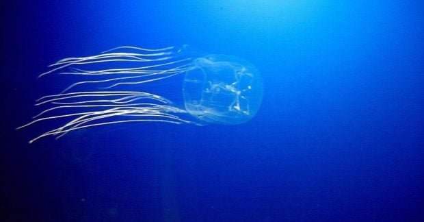 Prie Vakarų Australijos krantų aptikta neįprasta dėžinių medūzų sankaupa: įtariama nauja rūšis