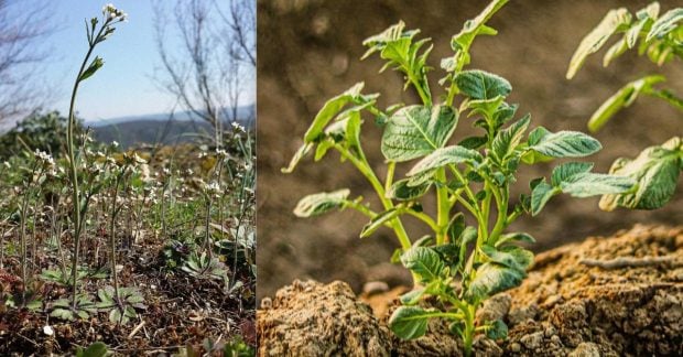 Mokslininkai rado būdą, kaip augalai „perjungia“ rubisko ir atlaiko šaltį: nauda ryžiams ir bulvėms