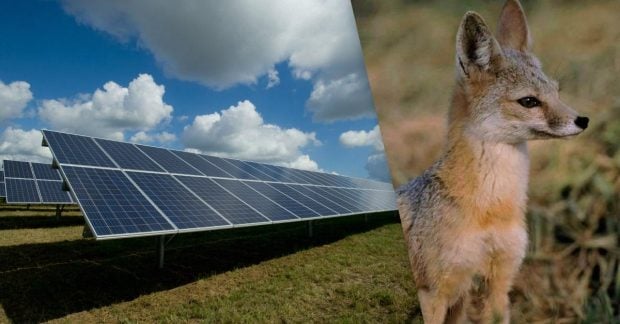 Lapės įsikūrė saulės elektrinėje: tyrėjai aiškina, kaip tvoros ir panelių šešėlis keičia gamtą