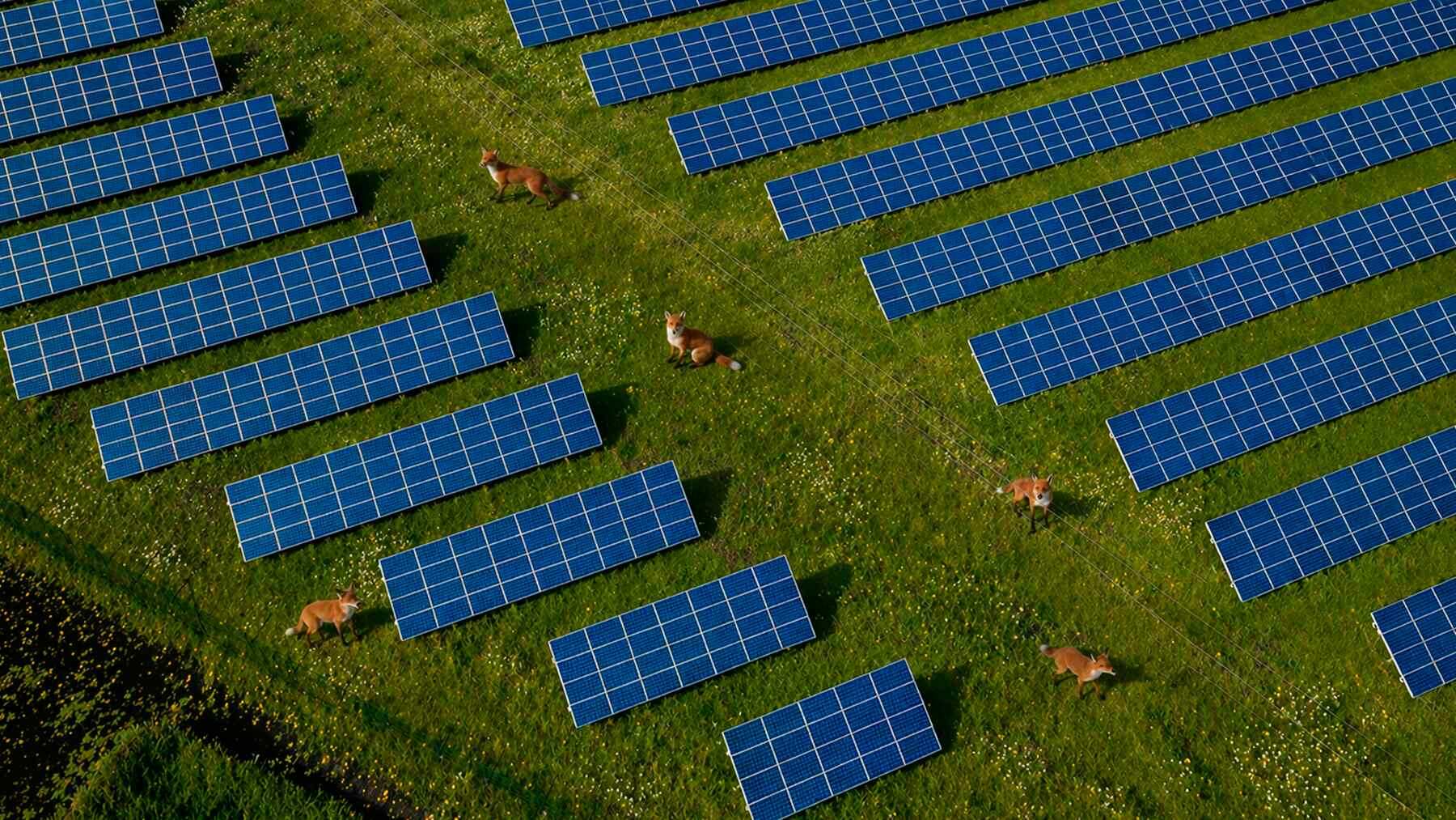 Saulės elektrinių parkai netikėtai tapo buveinėmis: lapės ėmė naudoti paneles kaip savo teritorijos dalį